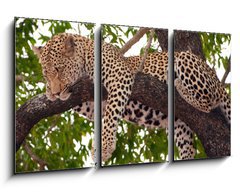 Obraz 3D tdln - 90 x 50 cm F_BS23087097 - Leopard sleeping on the tree - Leopard sp na stromu