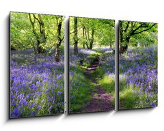 Obraz 3D tdln - 90 x 50 cm F_BS23130044 - Blue bells forest