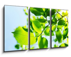 Obraz 3D tdln - 90 x 50 cm F_BS23167480 - Green leaves with sun ray