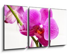 Obraz 3D tdln - 90 x 50 cm F_BS23400240 - orchid