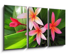 Obraz 3D tdln - 90 x 50 cm F_BS23491751 - Plumeria flowers