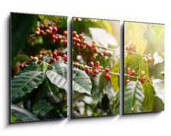 Obraz 3D tdln - 90 x 50 cm F_BS235909488 - Fresh coffee beans on bunch trees.