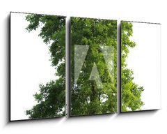 Obraz   Tree isolated, 90 x 50 cm