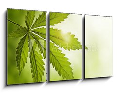 Obraz 3D tdln - 90 x 50 cm F_BS23639957 - Cannabis leaf