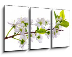 Obraz 3D tdln - 90 x 50 cm F_BS24127573 - white cherry blossom close-up