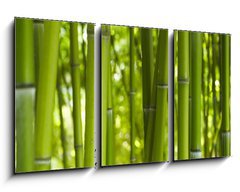Obraz 3D tdln - 90 x 50 cm F_BS24255297 - Bambus Bamboo 06