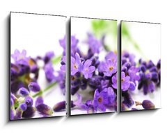 Obraz 3D tdln - 90 x 50 cm F_BS24305034 - Aroma, Lavendel