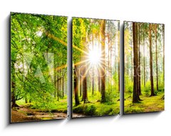 Obraz 3D tdln - 90 x 50 cm F_BS245602125 - Beautiful forest panorama in spring with bright sun shining through the trees
