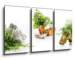 Obraz 3D tdln - 90 x 50 cm F_BS247543142 - Marjoram, oregano, rosemary garden herbs set