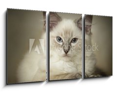 Obraz   16 week old ragdoll kitten, 90 x 50 cm