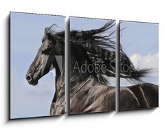 Obraz 3D tdln - 90 x 50 cm F_BS25113841 - Portrait of moving friesian black horse - Portrt pohybujc se frzskho ernho kon