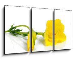 Obraz 3D tdln - 90 x 50 cm F_BS25236816 - evening primrose