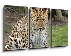 Obraz 3D tdln - 90 x 50 cm F_BS2526308 - focused leopard