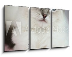 Obraz   4 month old ragdoll kitten in colour, 90 x 50 cm