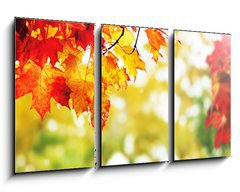 Obraz 3D tdln - 90 x 50 cm F_BS25605825 - beautiful colorful autumn  leaves in the park