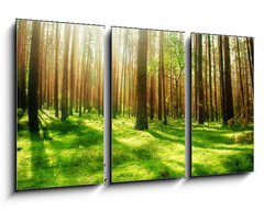 Obraz   Misty Old Forest, 90 x 50 cm