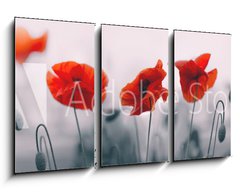 Obraz 3D tdln - 90 x 50 cm F_BS258336158 - Red poppy flowers isolated on gray background.