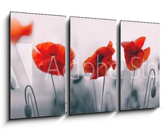 Obraz 3D tdln - 90 x 50 cm F_BS258336158 - Red poppy flowers isolated on gray background. - erven kvty mku izolovanch na edm pozad.