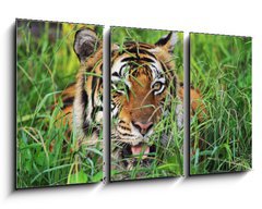 Obraz 3D tdln - 90 x 50 cm F_BS25950312 - Bengal Tiger