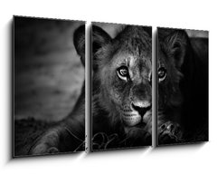 Obraz 3D tdln - 90 x 50 cm F_BS26051475 - Young lion portrait