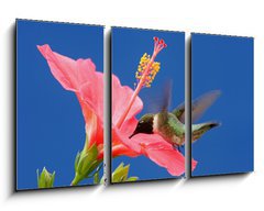 Obraz 3D tdln - 90 x 50 cm F_BS26098538 - Male Ruby-throated Hummingbird (archilochus colubris) - Musk Ruby