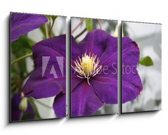 Obraz 3D tdln - 90 x 50 cm F_BS2618623 - violet flower - fialov kvtiny