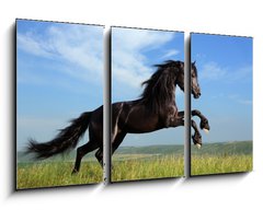 Obraz 3D tdln - 90 x 50 cm F_BS26473191 - beautiful black horse playing on the field - krsn ern k hraje na poli