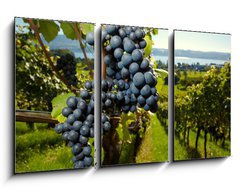 Obraz 3D tdln - 90 x 50 cm F_BS26496881 - ripe Purple Grapes