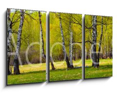 Obraz 3D tdln - 90 x 50 cm F_BS267520361 - Birch grove on a sunny day.