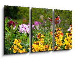 Obraz 3D tdln - 90 x 50 cm F_BS270234629 - Schmetterling 578