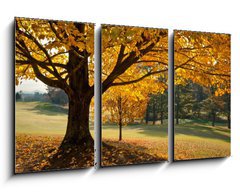 Obraz 3D tdln - 90 x 50 cm F_BS27306189 - Golden Fall Foliage Autumn Yellow Maple Tree on golf course