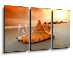 Obraz 3D tdln - 90 x 50 cm F_BS27383756 - shell