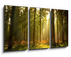 Obraz 3D tdln - 90 x 50 cm F_BS27621934 - Beautiful Forest