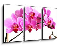Obraz 3D tdln - 90 x 50 cm F_BS2768352 - pink orchid - rov orchidej