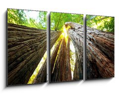 Obraz 3D tdln - 90 x 50 cm F_BS27791055 - Sequoya