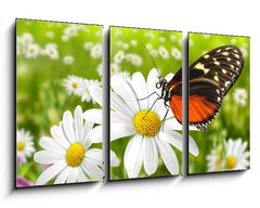 Obraz 3D tdln - 90 x 50 cm F_BS27824157 - Schmetterling 104