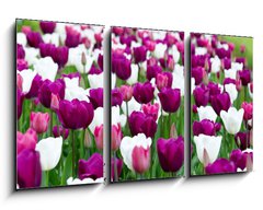 Obraz 3D tdln - 90 x 50 cm F_BS27832977 - tulipany