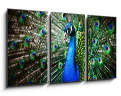 Obraz 3D tdln - 90 x 50 cm F_BS27836858 - Beautiful peacock - Krsn pv