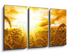 Obraz 3D tdln - 90 x 50 cm F_BS28072849 - Golden sunset over wheat field