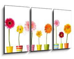 Obraz 3D tdln - 90 x 50 cm F_BS28406687 - flower nature garden botany daisy bloom pot