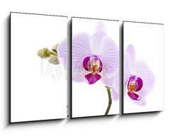 Obraz 3D tdln - 90 x 50 cm F_BS28589328 - Pink Orchid