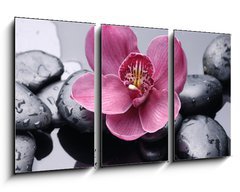 Obraz   Macro of red orchid on stone with water drops, 90 x 50 cm
