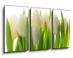 Obraz 3D tdln - 90 x 50 cm F_BS28819889 - Tulips