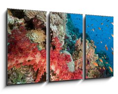 Obraz 3D tdln - 90 x 50 cm F_BS29193498 - Marine life in the Red Sea. - Mosk ivot v Rudm moi.