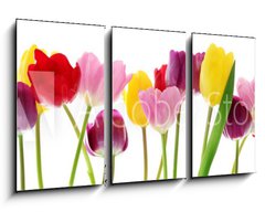 Obraz 3D tdln - 90 x 50 cm F_BS29490982 - Spring tulip flowers in a row