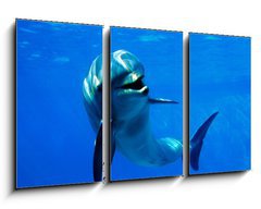 Obraz 3D tdln - 90 x 50 cm F_BS2962265 - delfn - dolphin