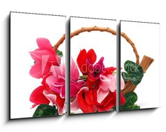 Obraz   Colourful cyclamen flowers in the basket, 90 x 50 cm