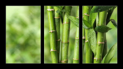 Obraz 3D tdln - 90 x 50 cm F_BS297248139 - Beautiful green bamboo stems on blurred background