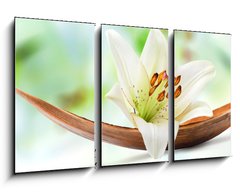 Obraz 3D tdln - 90 x 50 cm F_BS29781120 - Beautiful white lily flower on a coco palm leaf