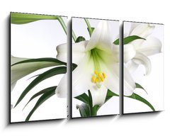 Obraz 3D tdln - 90 x 50 cm F_BS2991514 - easter lily - velikonon lilie